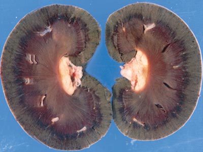 Image for Urogenital system
