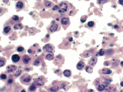 Image for Haemopoietic system