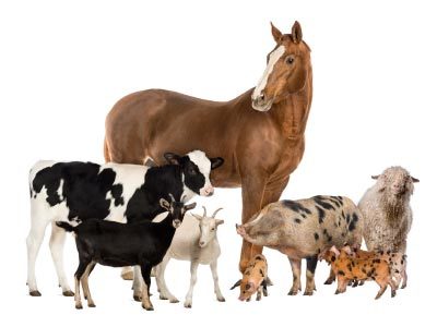 Image for Species accounts