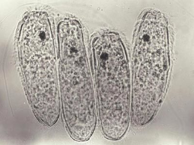 Image for Diagnosis