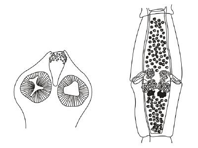 Image for Identification
