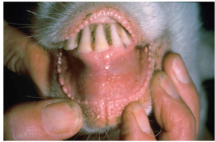 Peste des petits ruminants