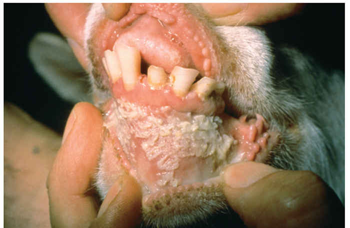 Peste des petits ruminants