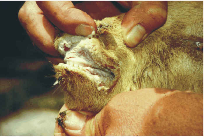 Peste des petits ruminants