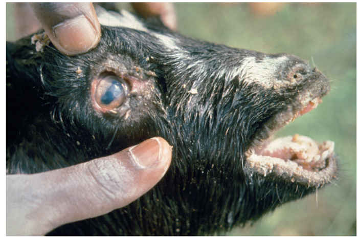 Peste des petits ruminants