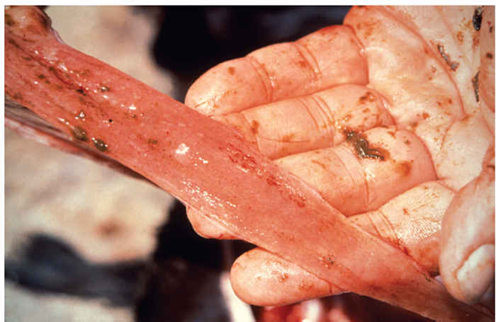 Peste des petits ruminants