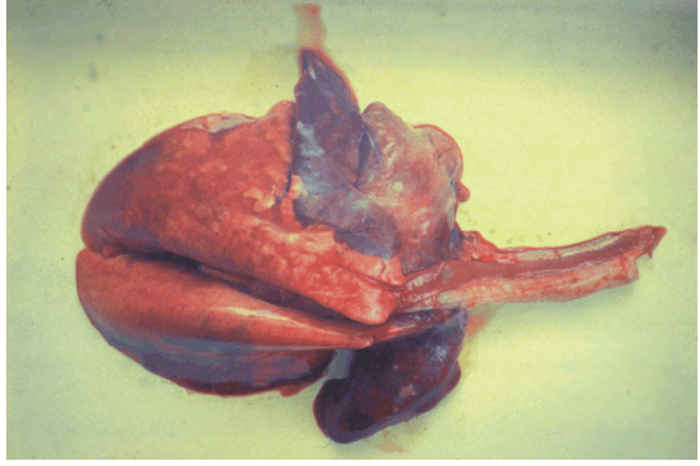 Peste des petits ruminants