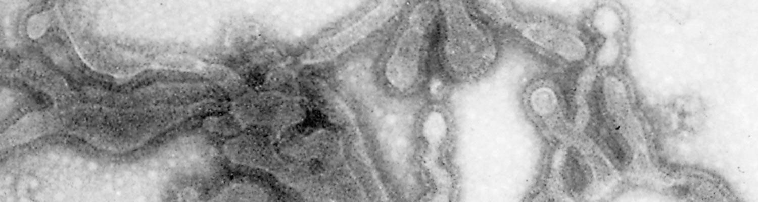 Bovine respiratory syncytial virus infection