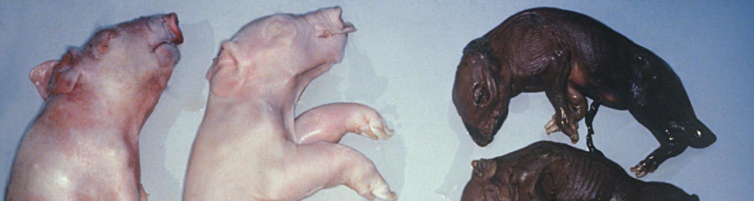 Paramyxovirus-induced reproductive failure and congenital defects in pigs