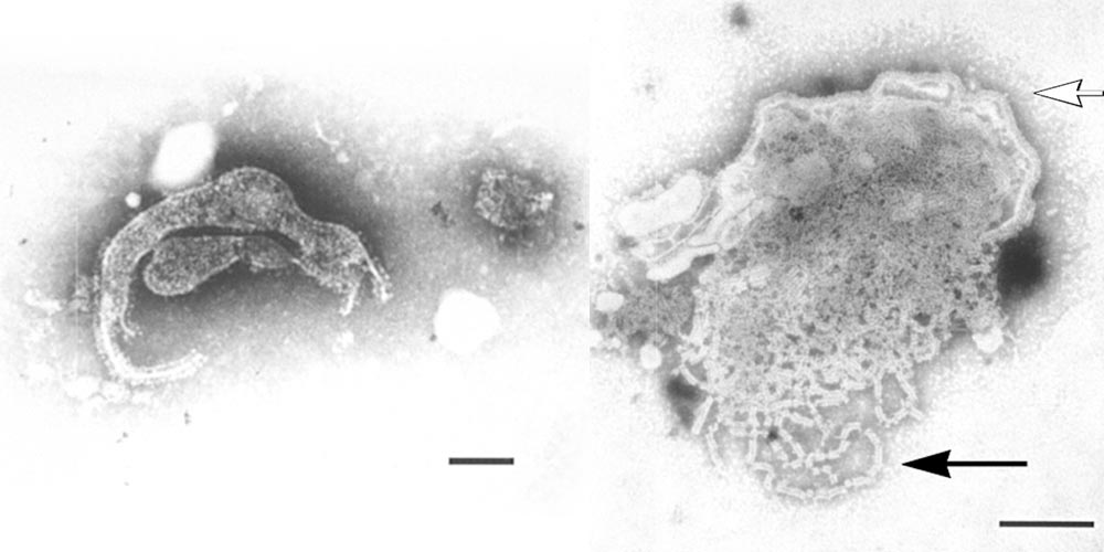 Paramyxovirus-induced reproductive failure and congenital defects in pigs