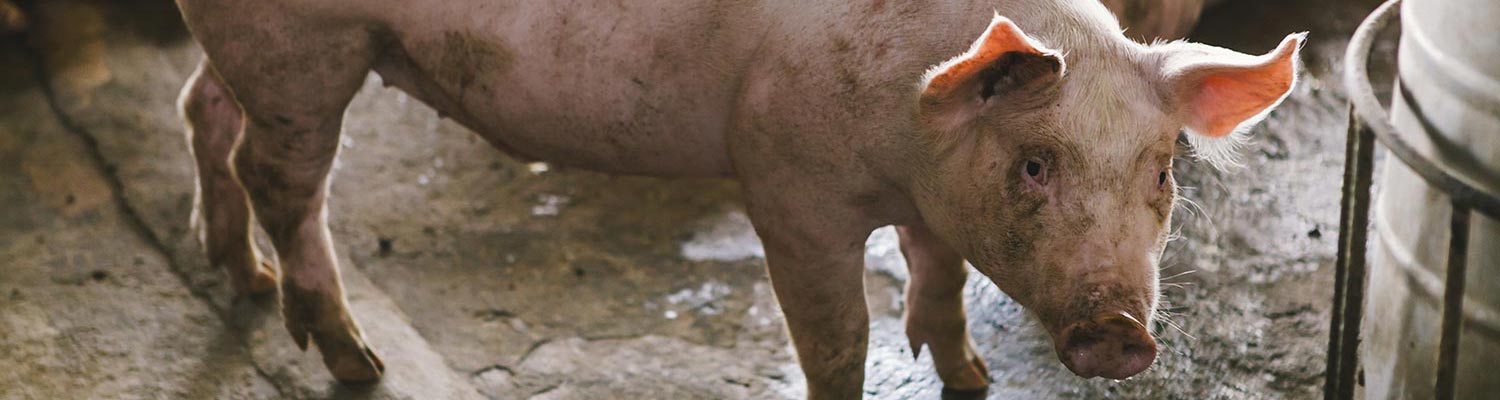 Nipah virus disease