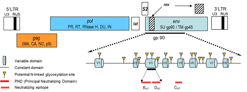 Equine infectious anaemia