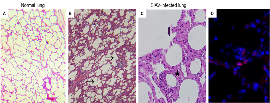 Equine infectious anaemia