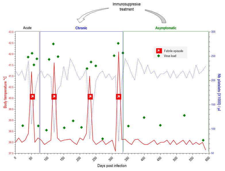 Equine infectious anaemia