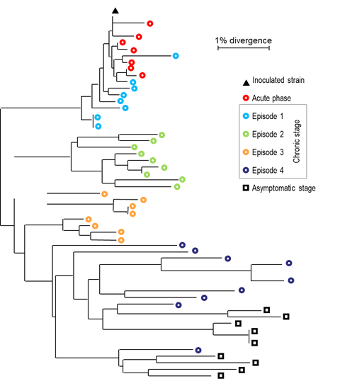 Equine infectious anaemia