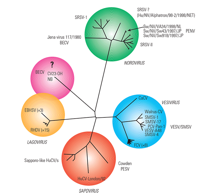 Enteric caliciviruses of pigs and cattle