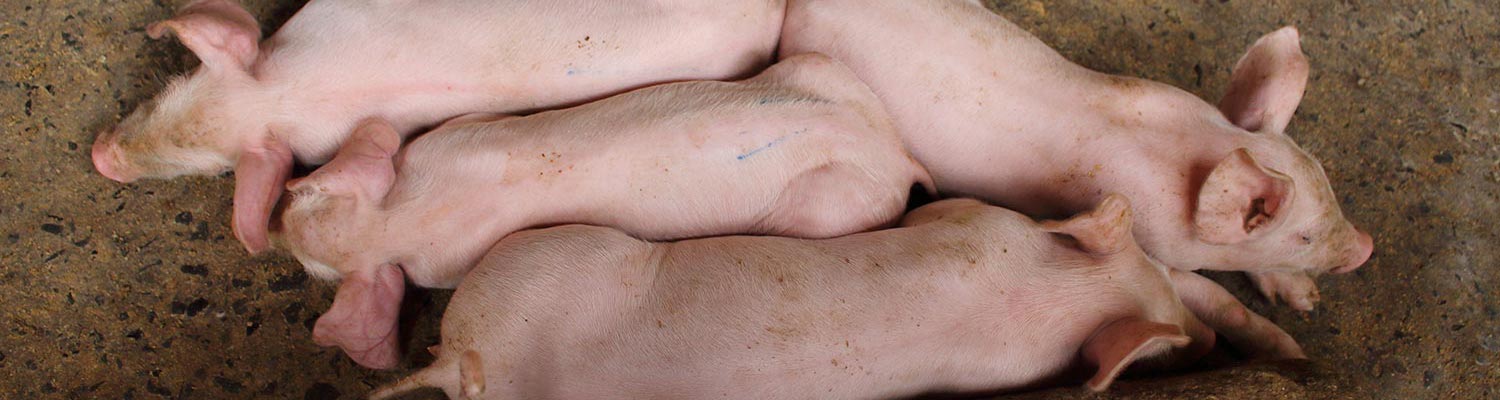 Porcine respiratory coronavirus infection