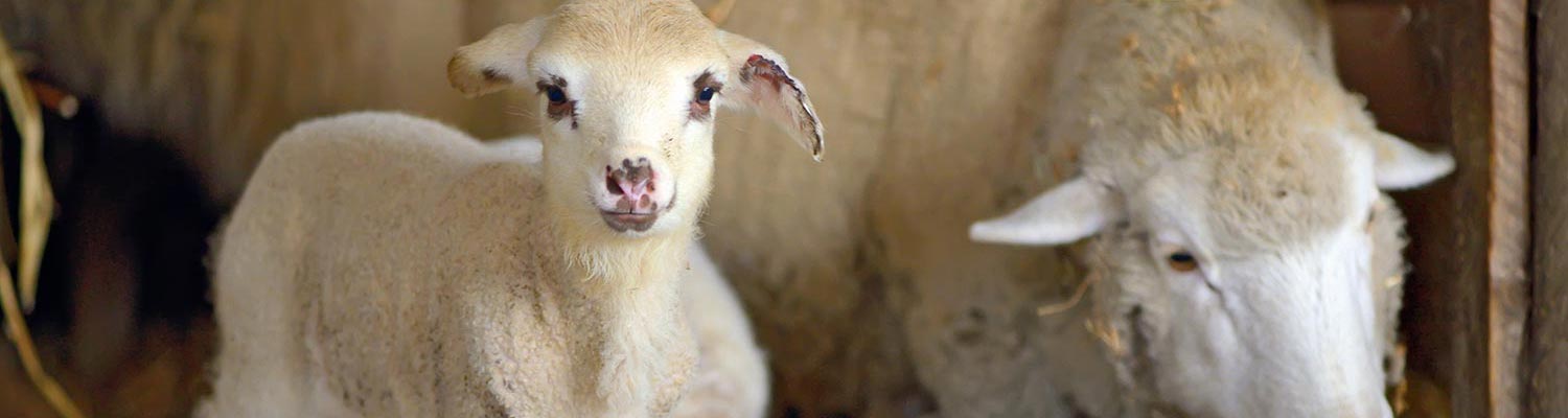Ovine coronavirus infection