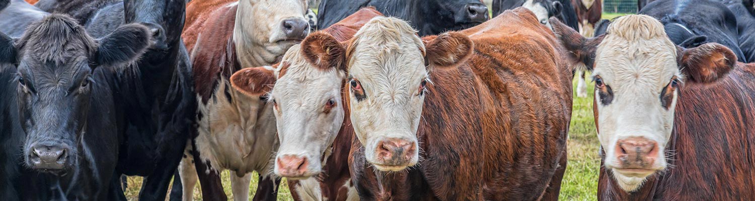 Infectious bovine rhinotracheitis/infectious pustular vulvovaginitis and infectious pustular balanoposthitis