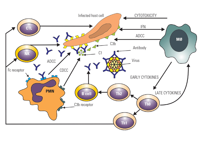 Infectious bovine rhinotracheitis/infectious pustular vulvovaginitis and infectious pustular balanoposthitis