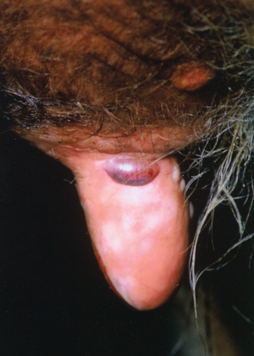 Bovine herpesvirus 2 infections