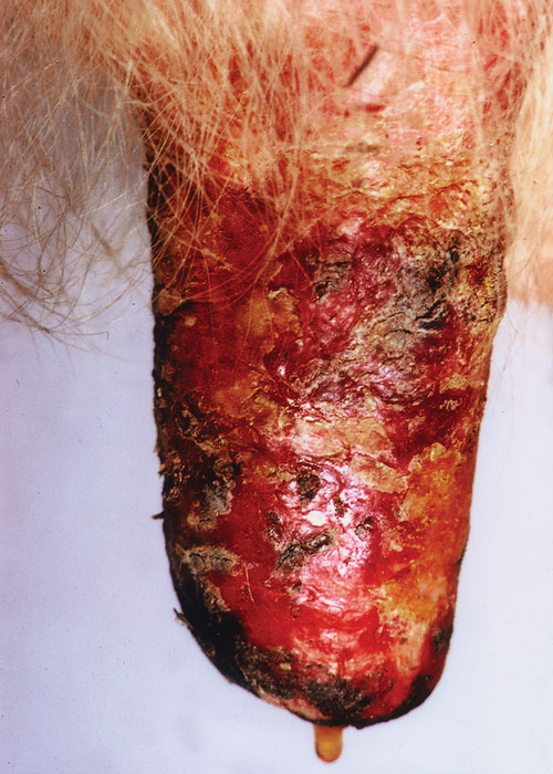 Bovine herpesvirus 2 infections