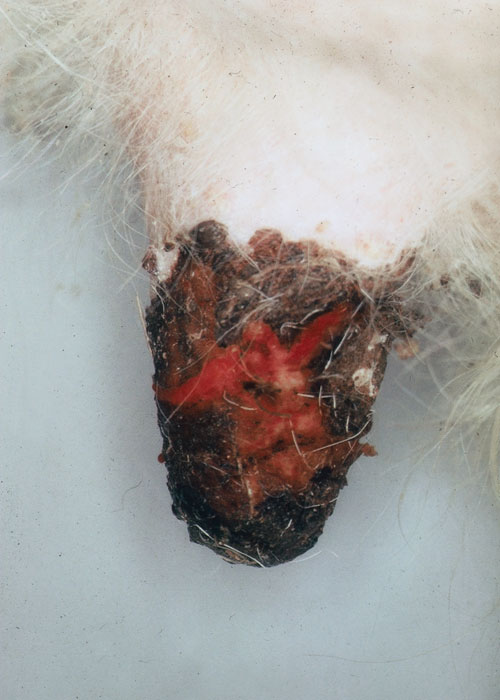 Bovine herpesvirus 2 infections