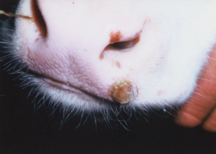 Bovine herpesvirus 2 infections