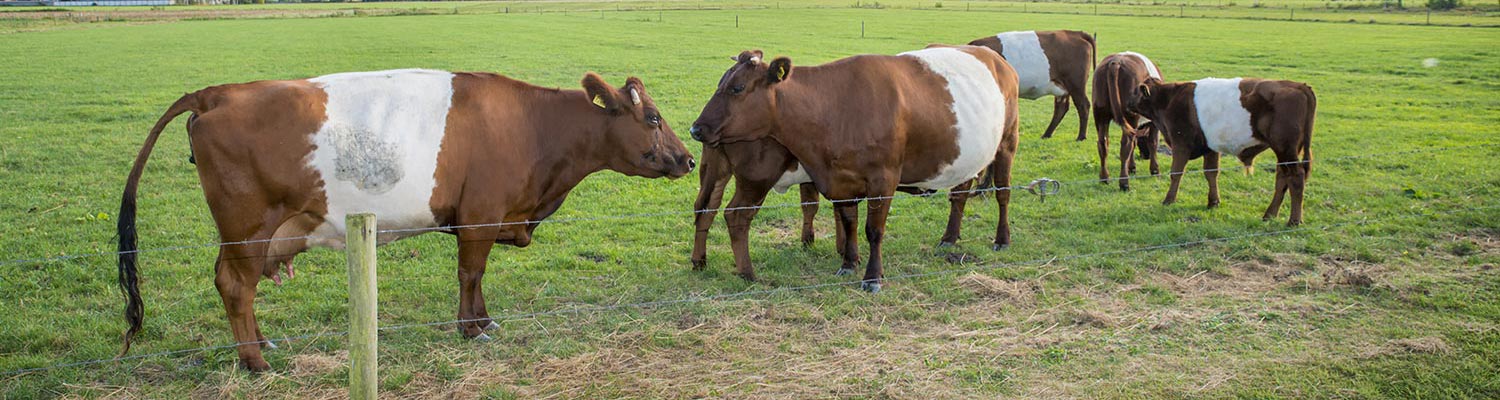 Bovine spongiform encephalopathy