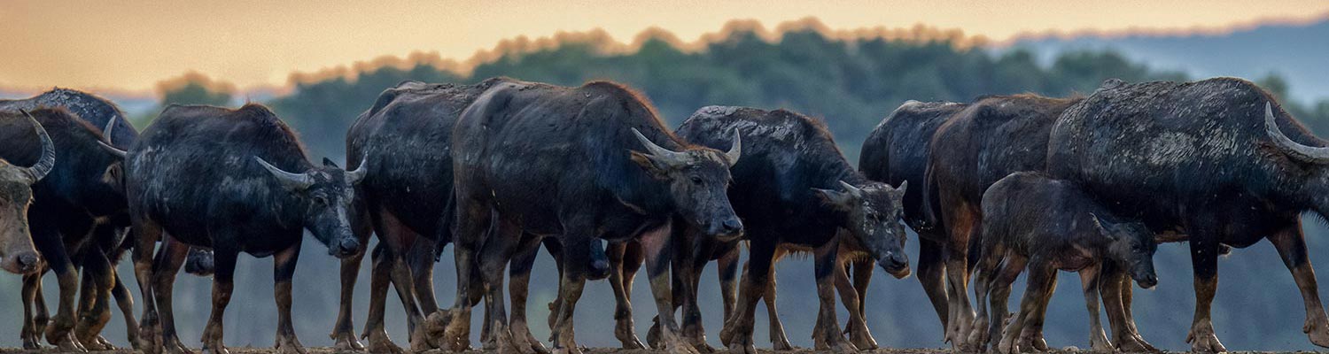 Buffalopox