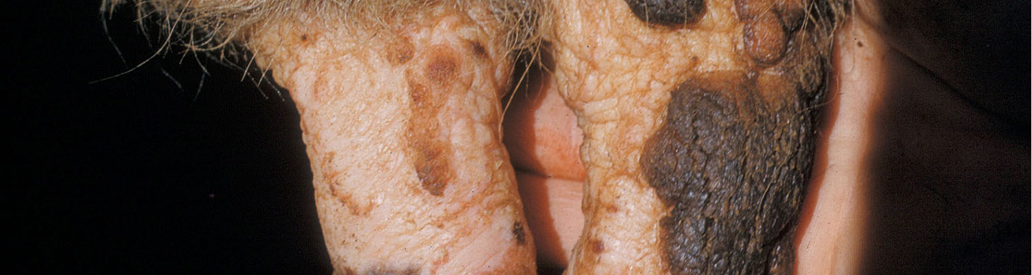 Cowpox