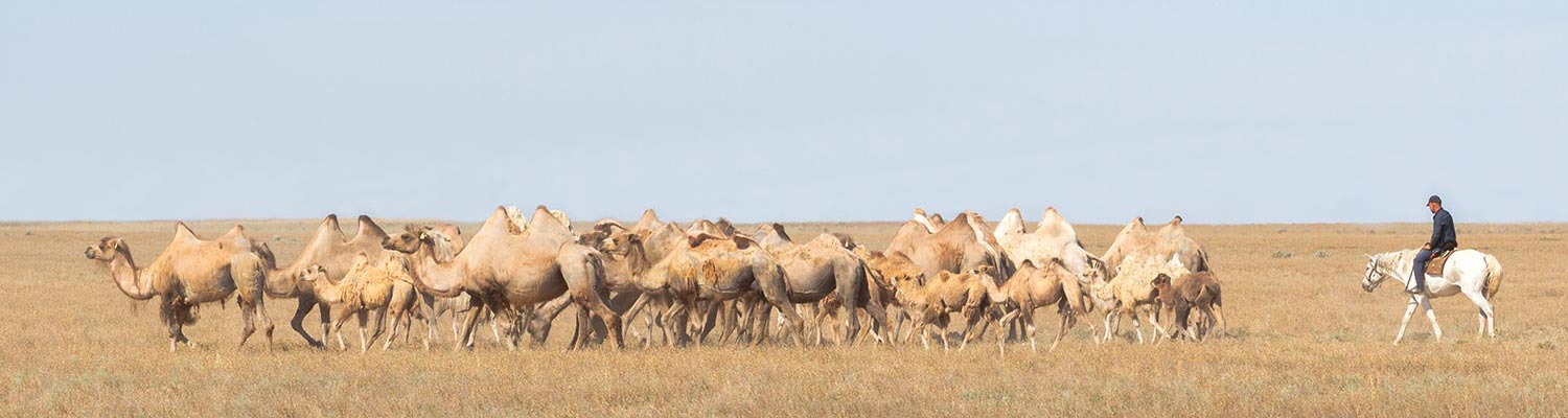Camelpox