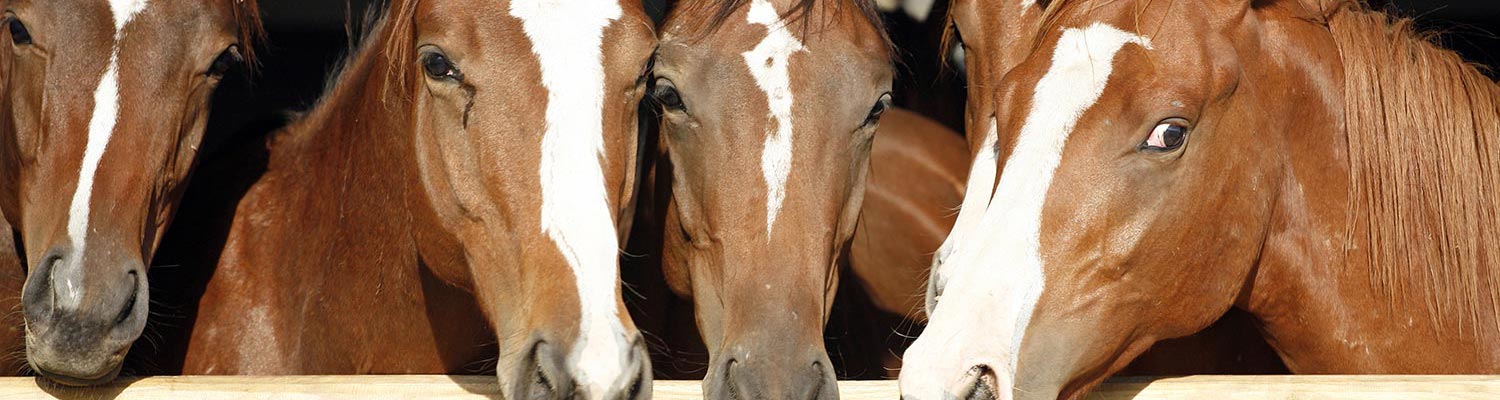 Equine picornavirus infection