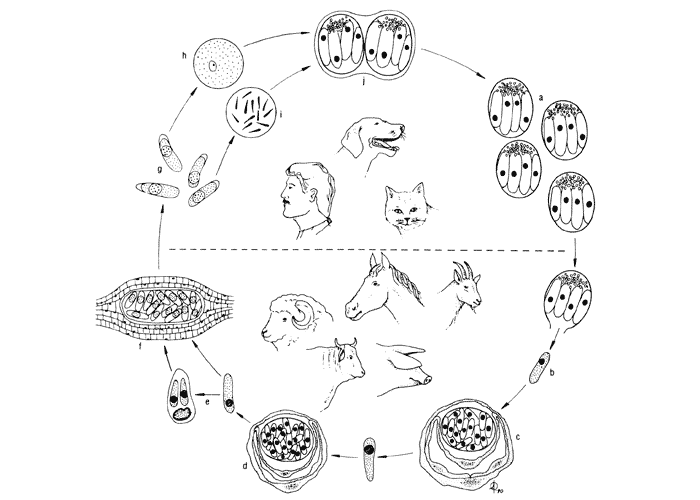 Sarcocystis