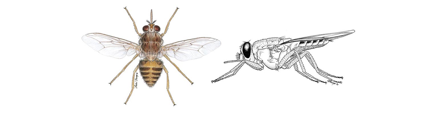 Vectors: Tsetse flies
