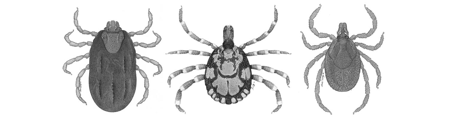 Vectors: Ticks