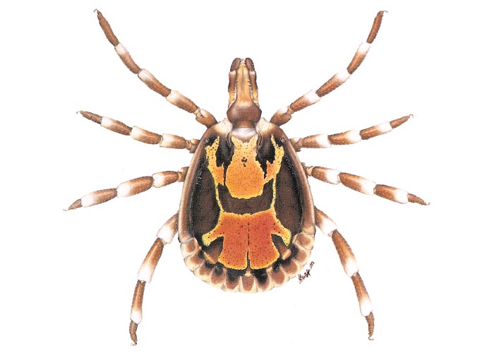 Amblyomma hebraeum male