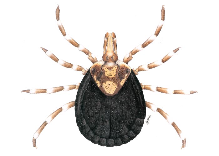 Amblyomma hebraeum male