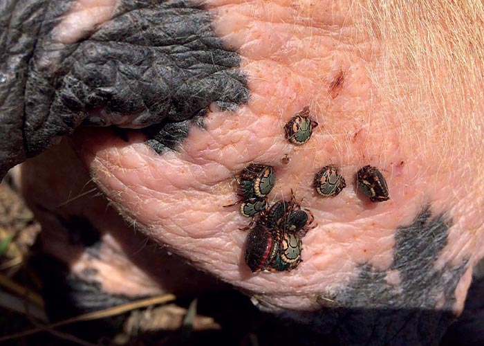 Amblyomma hebraeum male