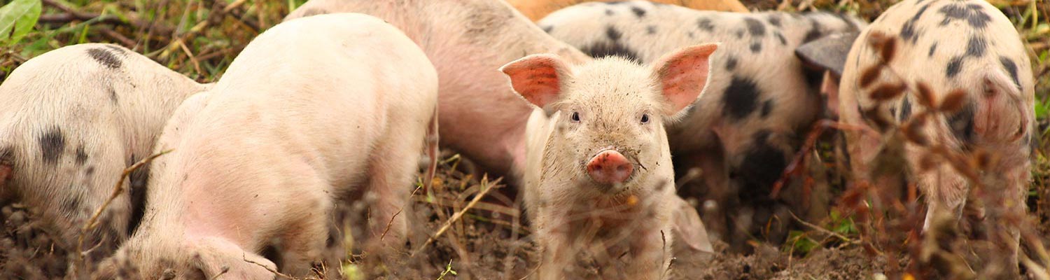 Porcine babesiosis
