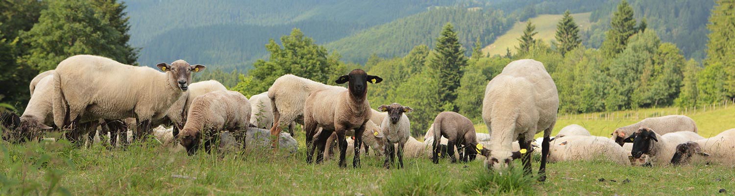 Ovine babesiosis