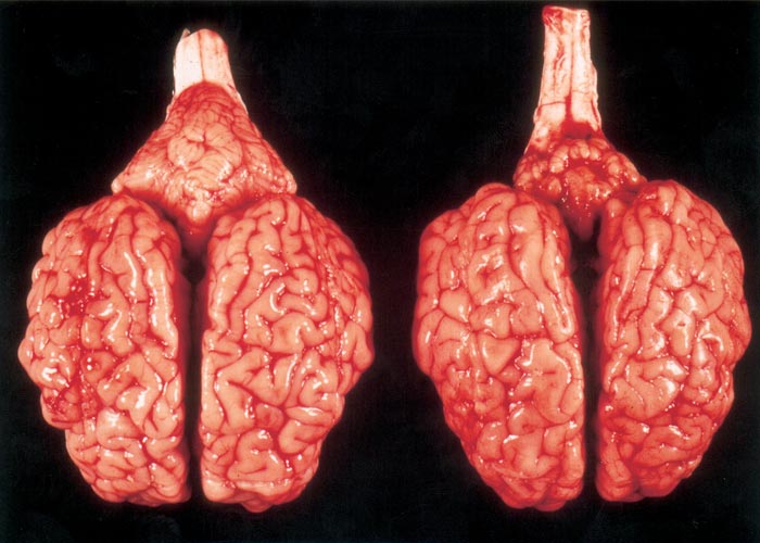 Bovine viral diarrhoea and mucosal disease