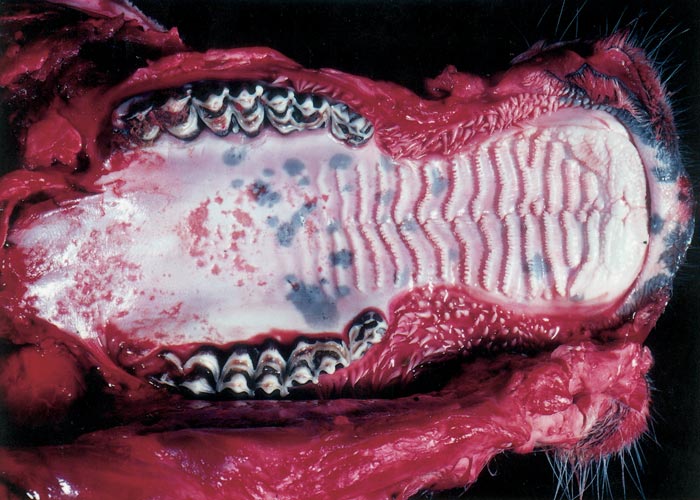 Bovine viral diarrhoea and mucosal disease