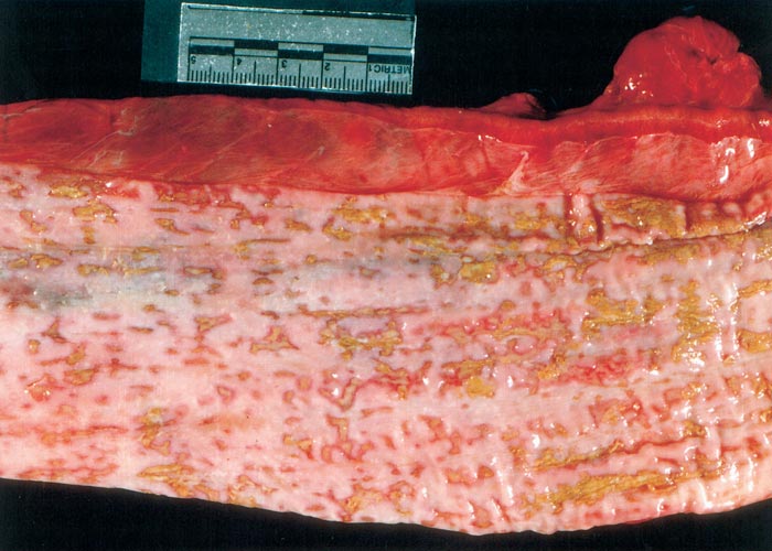 Bovine viral diarrhoea and mucosal disease