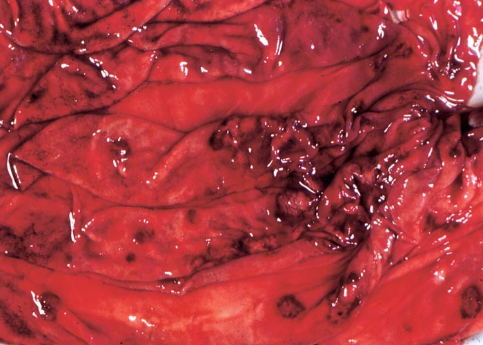 Bovine viral diarrhoea and mucosal disease