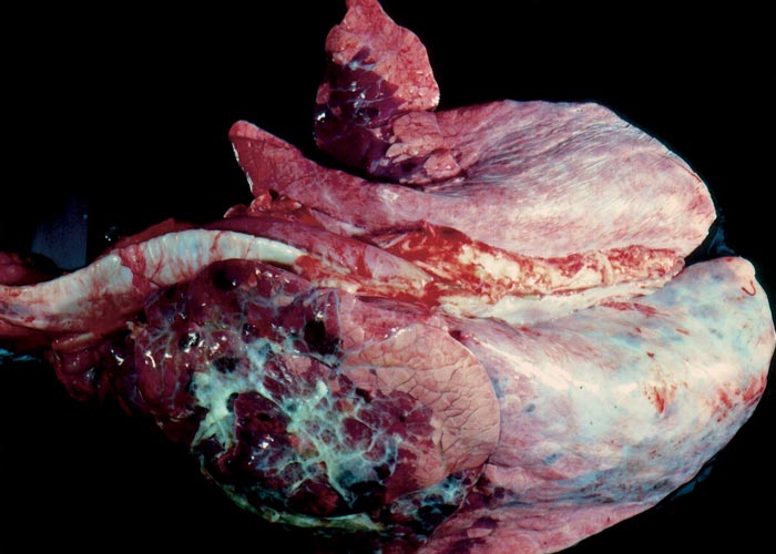 Bovine viral diarrhoea and mucosal disease