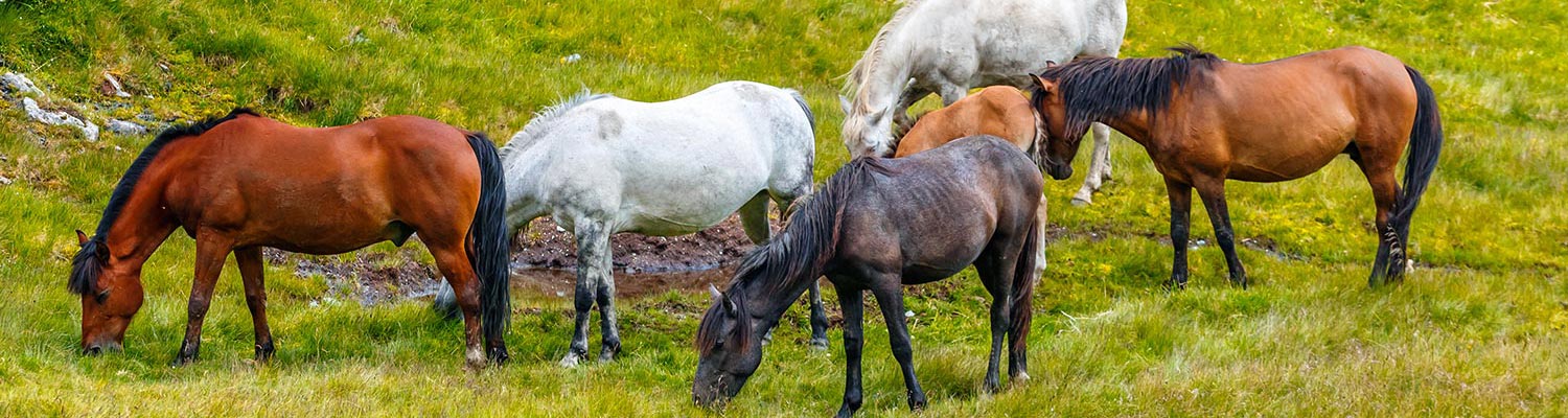 Equine encephalitides caused by alphaviruses in the Western Hemisphere