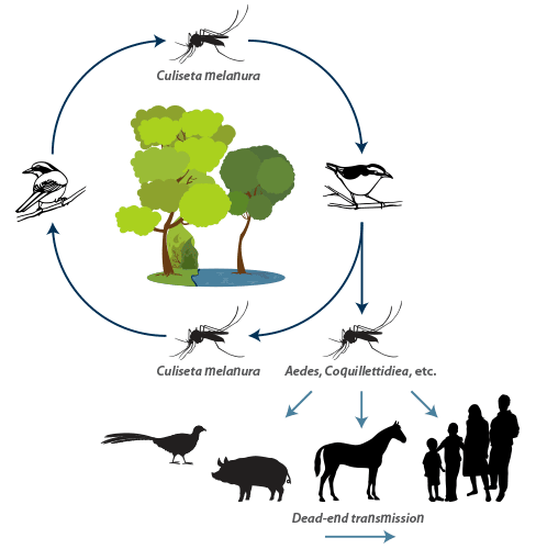 Equine encephalitides caused by alphaviruses in the Western Hemisphere