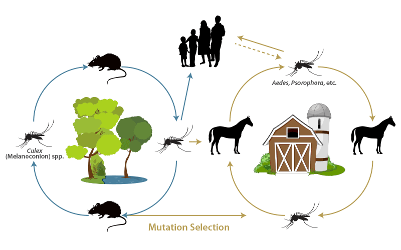 Equine encephalitides caused by alphaviruses in the Western Hemisphere