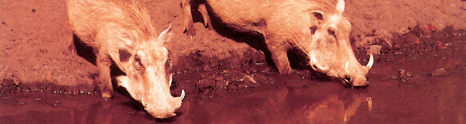 African swine fever